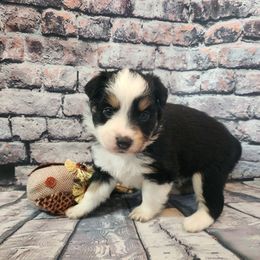 Morticia - Black tri female Miniature Australian Shepherd puppy in Macomb, Missouri from Faunus Farms and Aussies