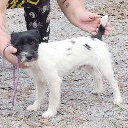 Bacchus - Parson Russell Terrier