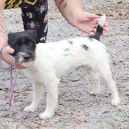 Bacchus - Parson Russell Terrier