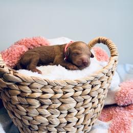 Savannah - Red  female Goldendoodle puppy in Elizabethtown, Kentucky from Reddy Poodles & Doodles