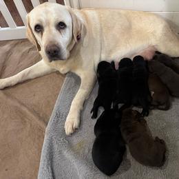 Black boy - Black male Labrador Retriever puppy in Longview, Washington from Steele's Lone Oak Labradors