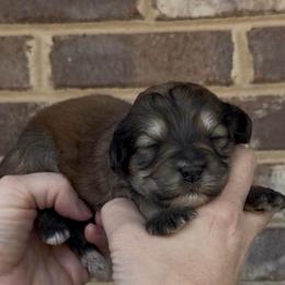 Reese's - Grizzle female Sheepadoodle puppy in Cartersville, Georgia from Simply Blessed Doodles