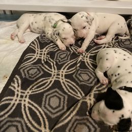 Dalmatian Puppies from Dalmatians of Rutland Ranch