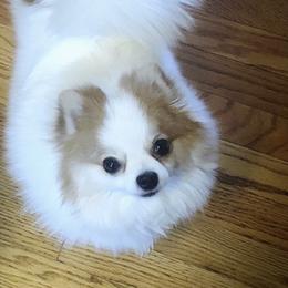 Pomeranian Puppies from Pomeranians