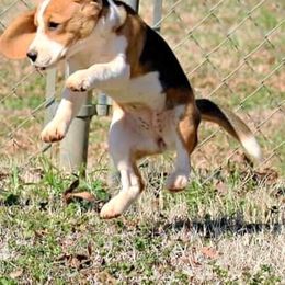 Beagle Puppies from Knockhill Beagles