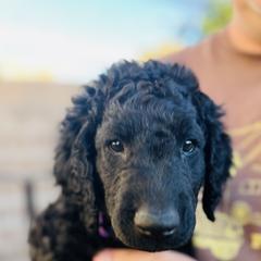 Curly-Coated Retriever Puppies from CHAPARRAL CURLY RETRIEVERS