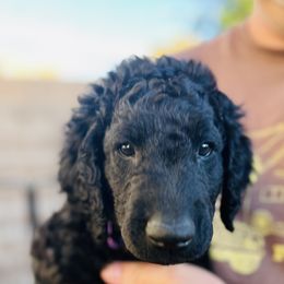 Curly-Coated Retriever Puppies from CHAPARRAL CURLY RETRIEVERS
