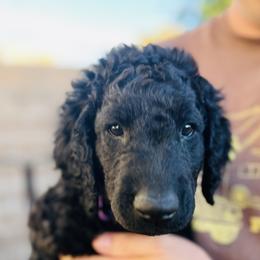 Curly-Coated Retriever Puppies from CHAPARRAL CURLY RETRIEVERS