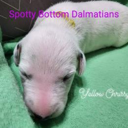 Dalmatian Puppies from Spotty Bottom Dalmatians