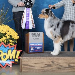 Australian Shepherd All Grown Up from Blossom Hill Aussies
