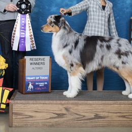 Australian Shepherd All Grown Up from Blossom Hill Aussies