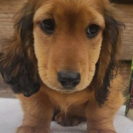 Dachshunds from Creamridge Dachshunds