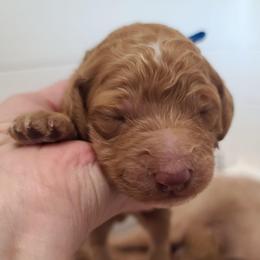 Blue Collar - Red  male Poodle puppy in Colorado Springs, Colorado from Silly's Standard Poodles