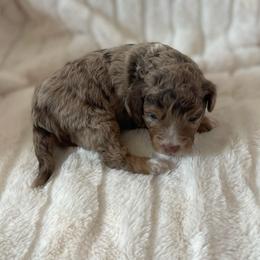 Ember - Red merle male Assorted Doodle Crosses puppy in Stuart, Virginia from Lil Aussie Posse