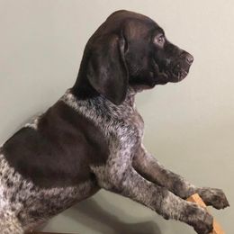 German Shorthaired Pointers from Southern Missouri GSP Puppies