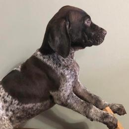 German Shorthaired Pointers from Southern Missouri GSP Puppies