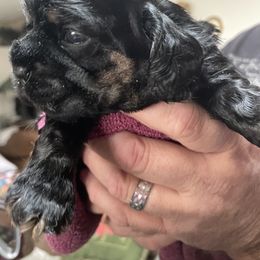 Cocker Spaniel Puppies from Lehi Cockers