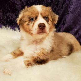 Australian Shepherd Puppies from Winsome Aussies
