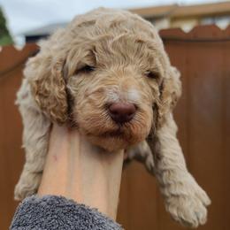 Pink Collar - White female Poodle puppy in Colorado Springs, Colorado from Silly's Standard Poodles