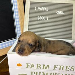 Ember - Dapple female Dachshund puppy in Richwood, West Virginia from Wild and Wonderful Wieners