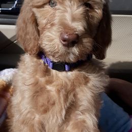 Goldendoodles from Luna Belle's Goldendoodles