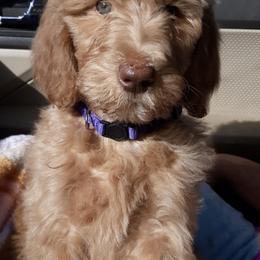 Goldendoodles from Luna Belle's Goldendoodles