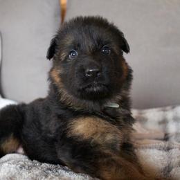 Jeckl - Black and red male German Shepherd puppy in Garland, Maine from Vom Schön Traumhund