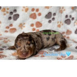 Chocolate chip - Dapple male Dachshund puppy in New Mexico from Long Dog Ranch