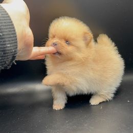 Tiny Boy - Blue Pomeranian puppy in California from Uniquepombabies