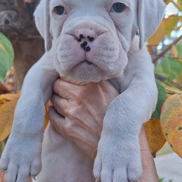 Brutis is an outgoing big beautiful boy. He is smart and loves to explore the play yard. He also loves to cuddle  and will snuggle right up with you given the opportunity. - White male Boxer puppy in Statesboro, Georgia, Georgia from Mischievous Boxers