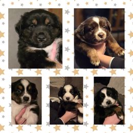 Miniature Australian Shepherd Puppies from AMY DRAKE