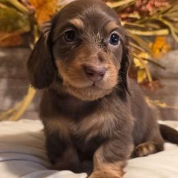 Mia - Chocolate and tan female Dachshund puppy in Romney, Indiana from Brown's Valley Dachshunds