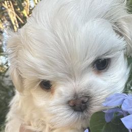 Maltese and Yorkshire Terriers from Jurate Belanger