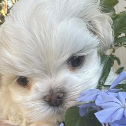 Maltese and Yorkshire Terriers from Jurate Belanger