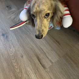 Dachshund Puppies from LovelylilDoxies