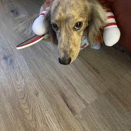 Dachshund Puppies from LovelylilDoxies