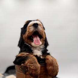 Slate - Tri-color male Bernedoodle puppy in Ocala, Florida from Bernedoodles of Florida