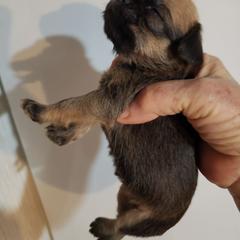 Madonna - Red female Brussels Griffon puppy in Nc, Florida from Brusseluv2