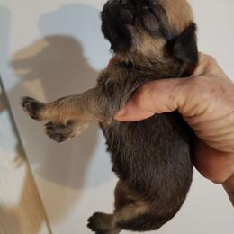 Madonna - Red female Brussels Griffon puppy in Nc, Florida from Brusseluv2