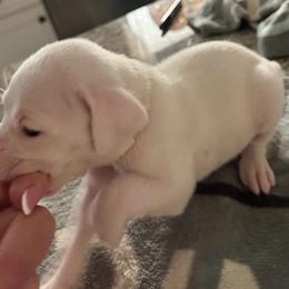 Girl 3 - dark pink - white collar - White female Boxer puppy in Nashville, Tennessee from Best Friends over 20+ years experience