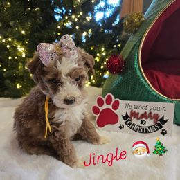 Girl jingle - Red  female Goldendoodle puppy in Bristol, Tennessee from 4goldendoodles