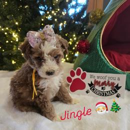 Girl jingle - Red  female Goldendoodle puppy in Bristol, Tennessee from 4goldendoodles