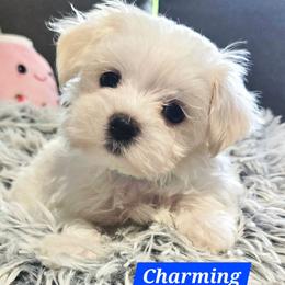Charming - Health Tested Parents - White male Maltese puppy in Greenville, North Carolina from Amanda's Sugar Sweet Puppies
