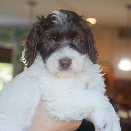 Tank - Chocolate male Australian Labradoodle puppy in Dawson, Georgia from Still Pond Australian Labradoodles