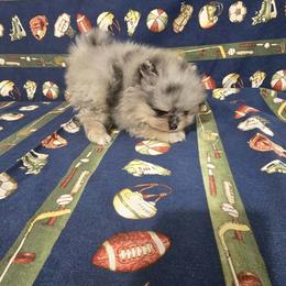 Stewie - Blue merle male Pomeranian puppy in Angleton, Texas from Pomeranian Palace, LLC