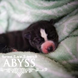 Abyss - Agouti and white female Siberian Husky puppy in Greenville, North Carolina from Ivie Huskies