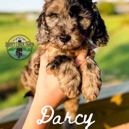 Mr.Darcy - Merle male Goldendoodle puppy in Ocoee, Tennessee from Liberty Creek Farms