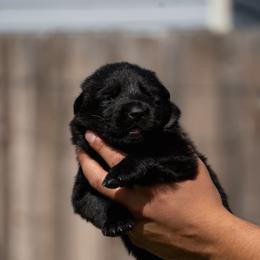 Girl 3 - Black female German Shepherd puppy in Tamiami, Florida from Vom MontHaus