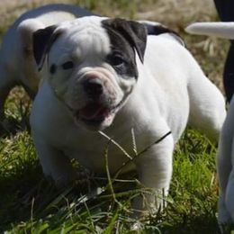Boy 1 - American Bulldog puppy in Constantine, Michigan from EliAna Kennels