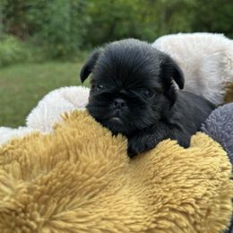 Abraham - Black male Brussels Griffon puppy in Oklahoma from Lavish Griffons
